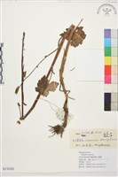 滇川翠雀花藏品圖，第1張