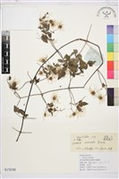 小木通藏品圖，第1張