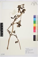 刺鐵線蓮藏品圖，第1張