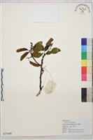 雲南勾兒茶藏品圖，第1張