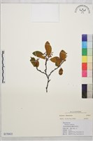 登錄號:S170415藏品圖，第1張