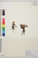 矮金蓮花藏品圖，第1張