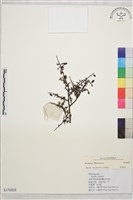 登錄號:S170428藏品圖，第1張