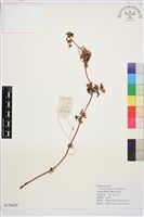 刺鐵線蓮藏品圖，第1張