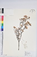 亮葉杜鵑藏品圖，第1張