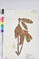 大白杜鵑藏品圖，第1張