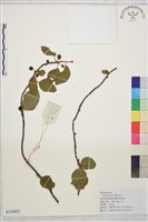 雲南勾兒茶藏品圖，第1張