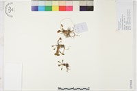 鴉跖花藏品圖，第1張