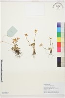 雲生毛茛藏品圖，第1張