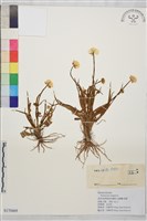 高原毛茛藏品圖，第1張