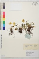 雲南金蓮花藏品圖，第1張