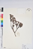 密枝杜鵑藏品圖，第1張