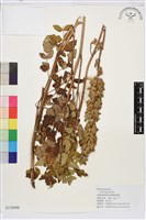 升麻藏品圖，第1張