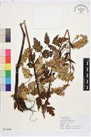 升麻藏品圖，第1張