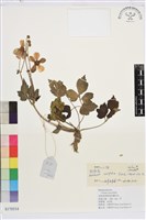 小白頭翁、野棉花藏品圖，第1張