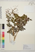 鉤柱唐松草藏品圖，第1張