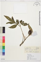 野牡丹藏品圖，第1張