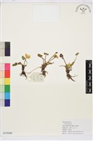 驢蹄草藏品圖，第1張