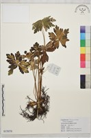 雲南金蓮花藏品圖，第1張