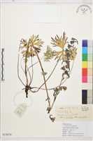 長距翠雀花藏品圖，第1張