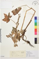 滇川翠雀花藏品圖，第1張