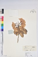 大白杜鵑藏品圖，第1張