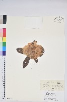 白雪杜鵑藏品圖，第1張