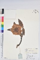 海綿杜鵑藏品圖，第1張