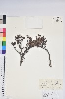 密枝杜鵑藏品圖，第1張