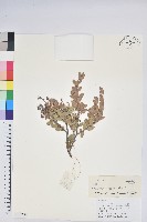 老鴉炮藏品圖，第1張