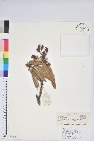 白毛粉鐘杜鵑藏品圖，第1張