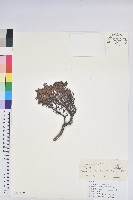 直枝杜鵑藏品圖，第1張