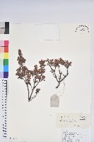 灰背杜鵑藏品圖，第1張