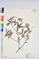 岩大戟藏品圖，第1張