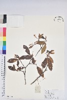 優秀杜鵑藏品圖，第1張