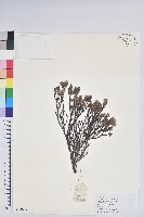 雲南杜鵑藏品圖，第1張