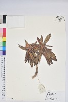 地毯杰鵑花藏品圖，第1張