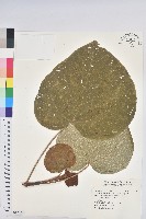 野桐藏品圖，第1張