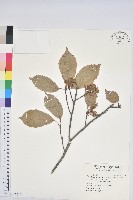 青剛櫟、鐵椆藏品圖，第1張