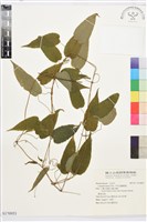 亨利氏鐵線蓮藏品圖，第1張