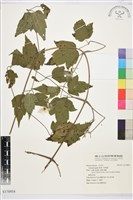 串鼻龍藏品圖，第1張