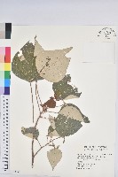 白匏子藏品圖，第1張