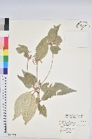 裡白巴豆藏品圖，第1張