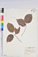 茄苳、重陽木藏品圖，第1張