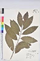 刺杜密藏品圖，第1張