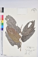 香港算盤子藏品圖，第1張