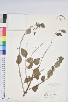 白飯樹藏品圖，第1張