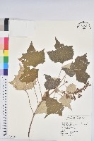 台灣白匏子藏品圖，第1張