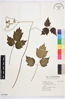 串鼻龍藏品圖，第1張