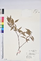 巒大越橘藏品圖，第1張